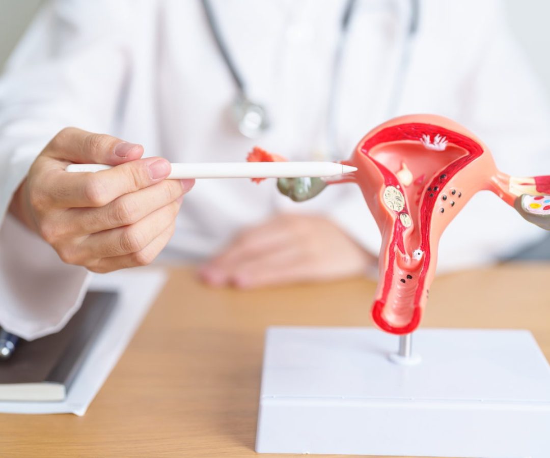 Entendendo o sistema reprodutor feminino: funções e cuidados essenciais